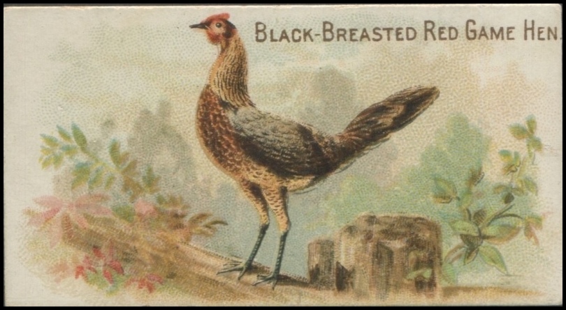 Black Breasted Red Game Hen